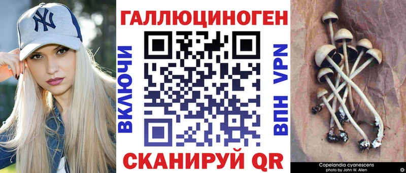 наркотики Сосенский Псилоцибиновые грибы Cubensis